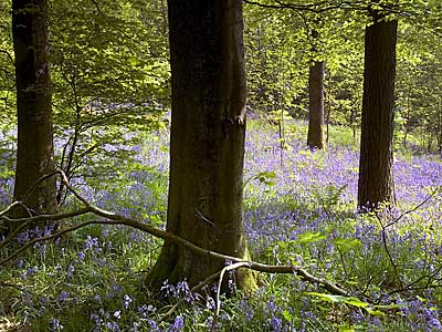 Bluebells - Clapdale Wood - Download this Yorkshire Dales Wallpaper